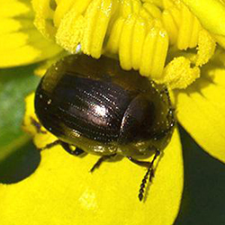 Phaedon laevigatus Phaedon laevigatus